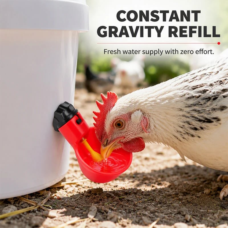 Chicken drinking from gravity-fed automatic waterer cup
