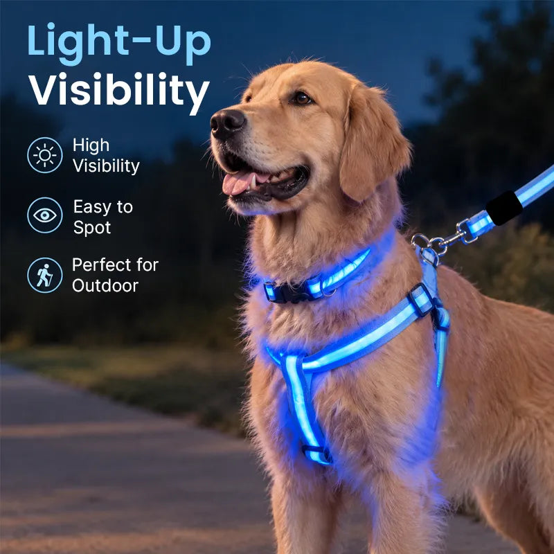 Golden retriever wearing a bright blue LED harness and matching leash in a low-light outdoor setting