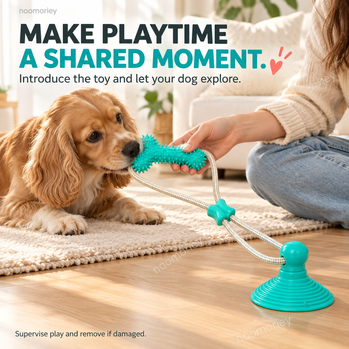 Dog interacting with the suction cup rope tug toy during supervised play