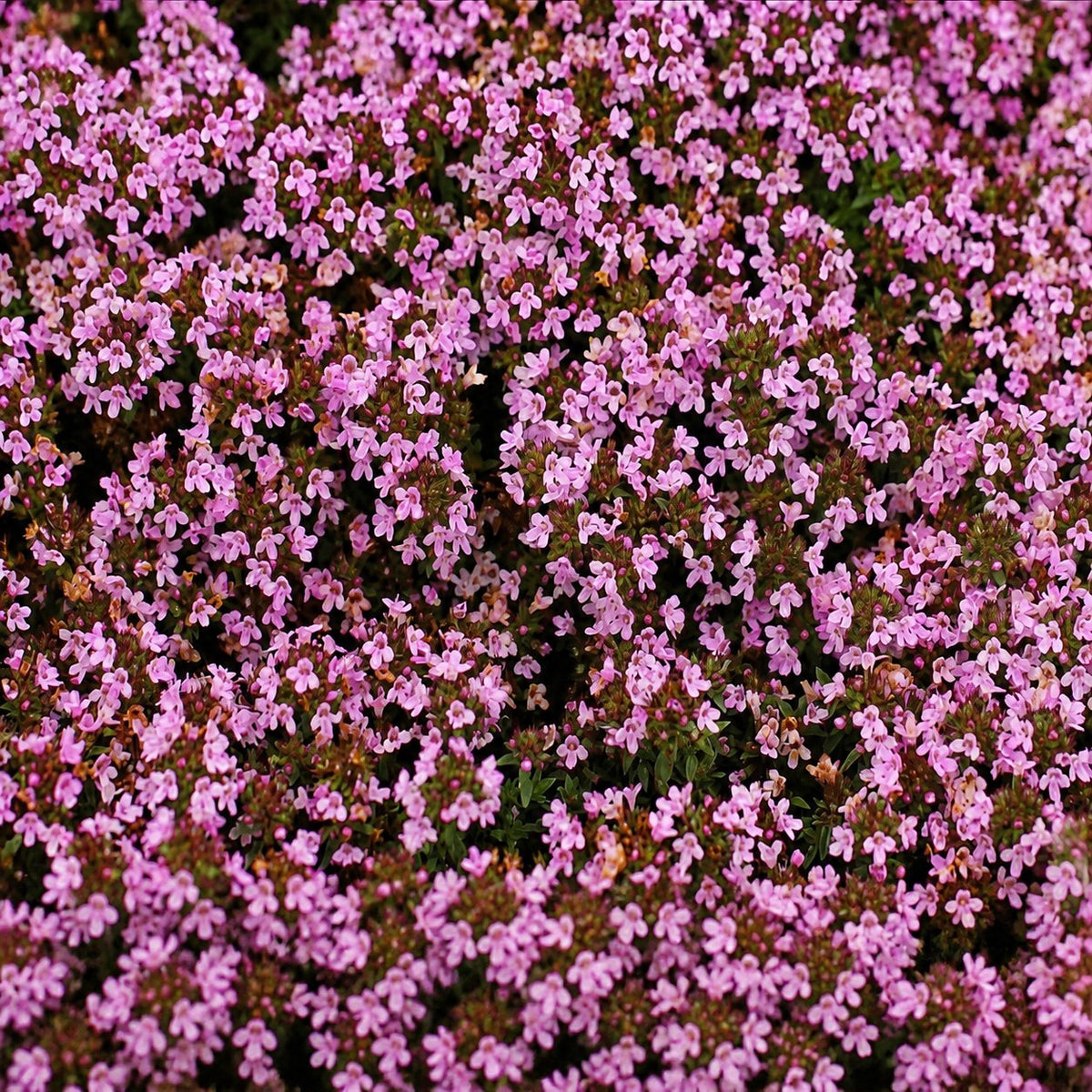 🌺Creeping Thyme Seeds, Multi‑Color Ground Cover Flower Seeds